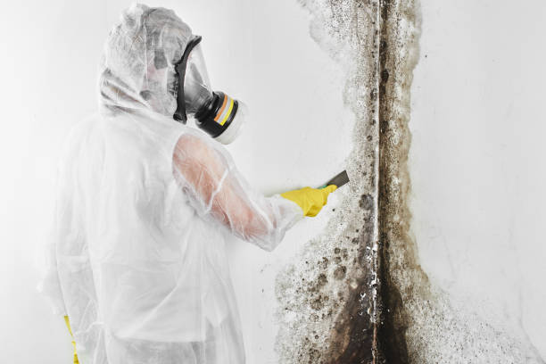 Best Black Mold Removal  in St Anthony, ID