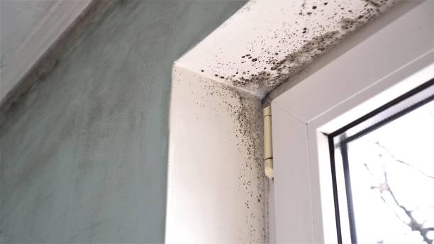 Best Mold Damage Repair  in St Anthony, ID