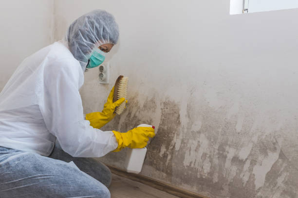 Best Office Mold Removal Services  in St Anthony, ID