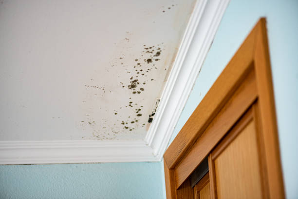 Best Office Mold Removal Services  in St Anthony, ID