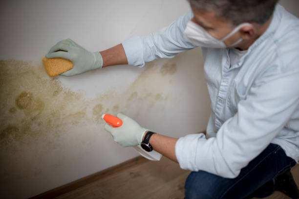 Best Certified Mold Removal  in St Anthony, ID