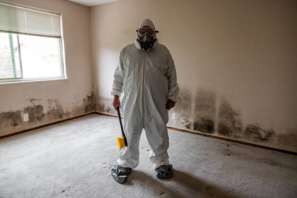 Mold Removal Process in St Anthony, ID