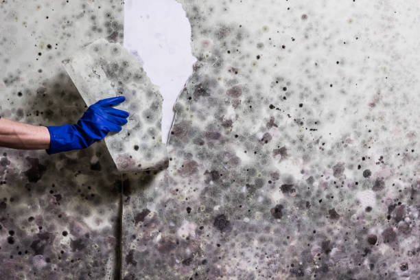 Best Attic Mold Removal  in St Anthony, ID