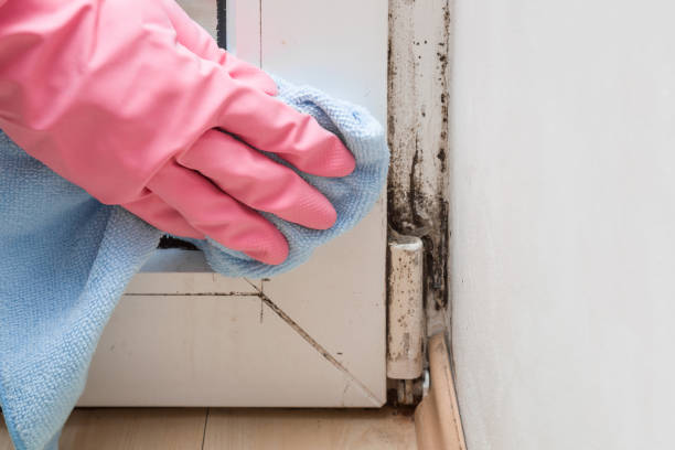 Best Mold Testing  in St Anthony, ID