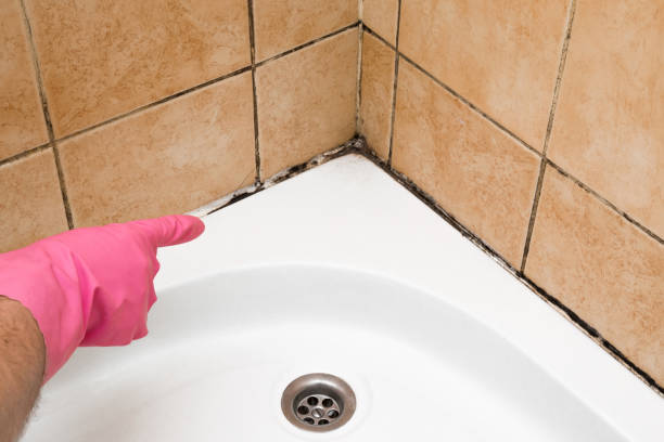 Best Mold Removal and Inspection  in St Anthony, ID