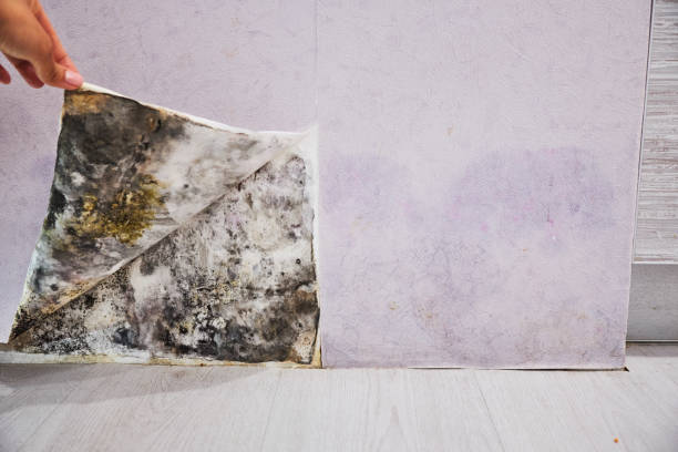 Reliable St Anthony, ID Mold Removal Solutions